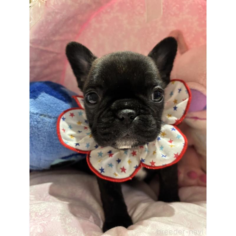 販売中の愛知県のフレンチブルドッグ-443270