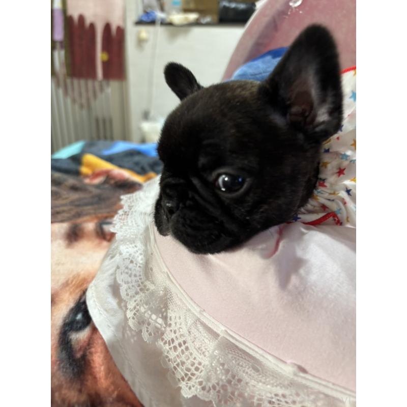 販売中の愛知県のフレンチブルドッグ-443270の4枚目