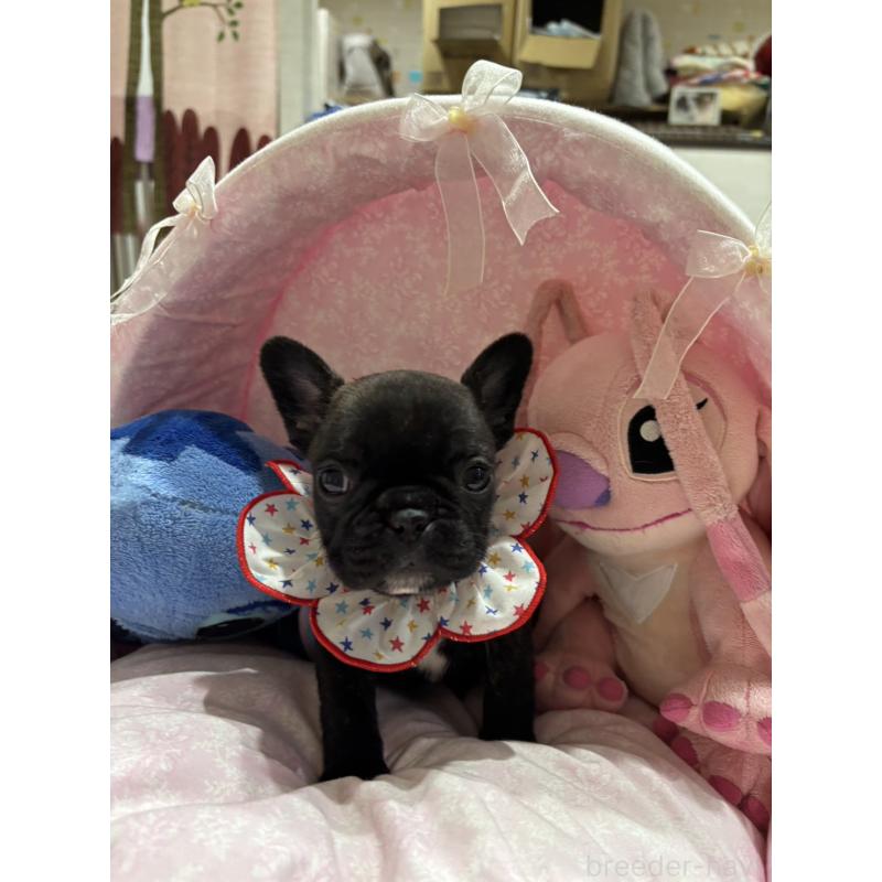販売中の愛知県のフレンチブルドッグ-443270の3枚目