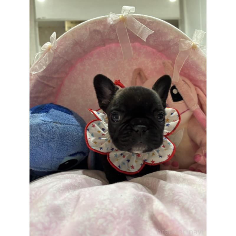 販売中の愛知県のフレンチブルドッグ-443270の2枚目