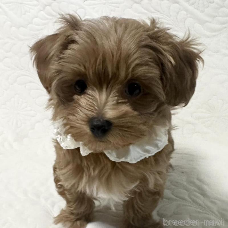 販売中の東京都のマルプー:マルチーズ×トイプードル-443271の7枚目