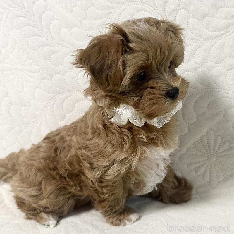 販売中の東京都のマルプー:マルチーズ×トイプードル-443271の5枚目