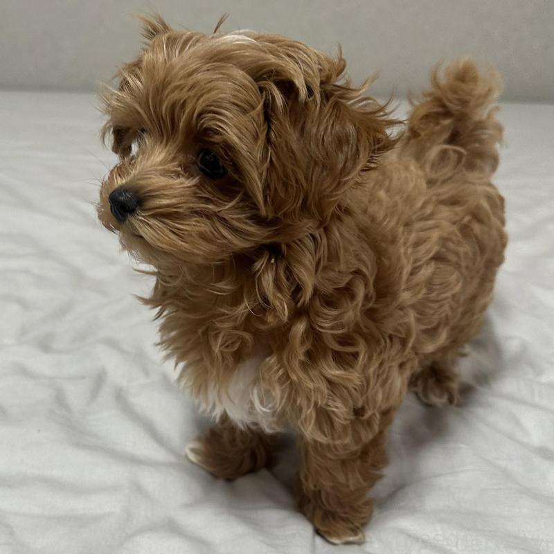 販売中の東京都のマルプー:マルチーズ×トイプードル-443271の4枚目