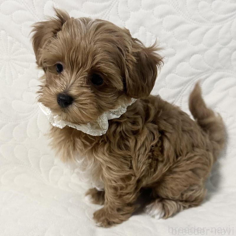 販売中の東京都のマルプー:マルチーズ×トイプードル-443271の3枚目