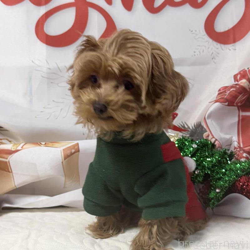 販売中の東京都のマルプー:マルチーズ×トイプードル-443271の2枚目