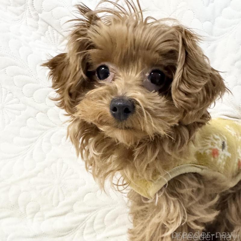 販売中の東京都のマルプー:マルチーズ×トイプードル-443271の1枚目