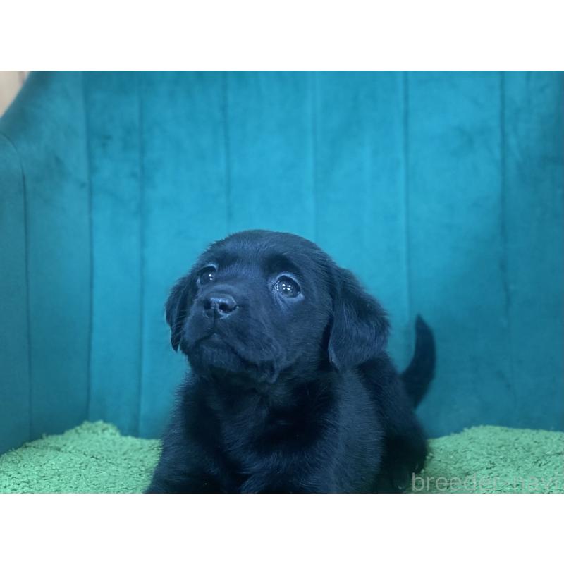 販売中の茨城県のラブラドールレトリーバー-443273の4枚目