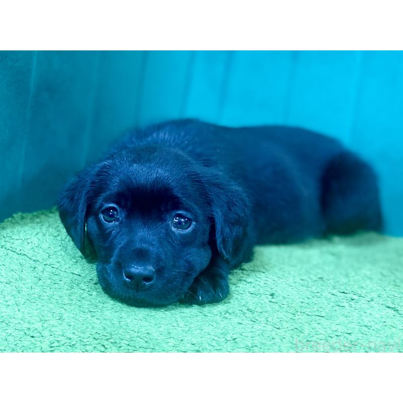 販売中の茨城県のラブラドールレトリーバー-443273の3枚目