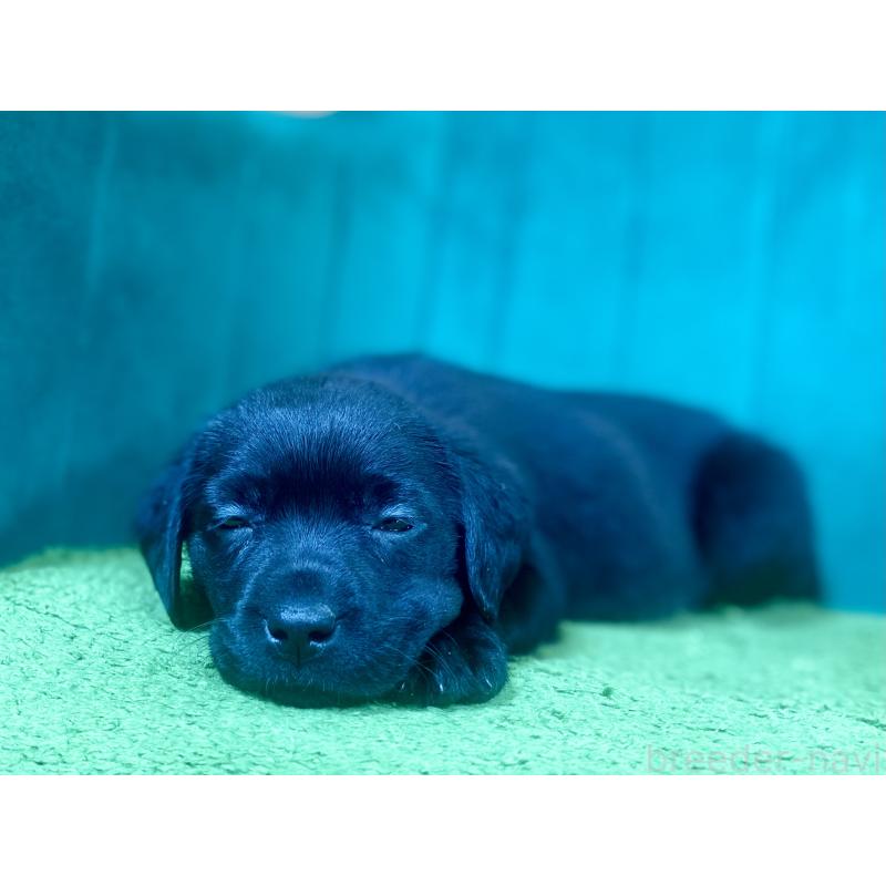 販売中の茨城県のラブラドールレトリーバー-443273の2枚目