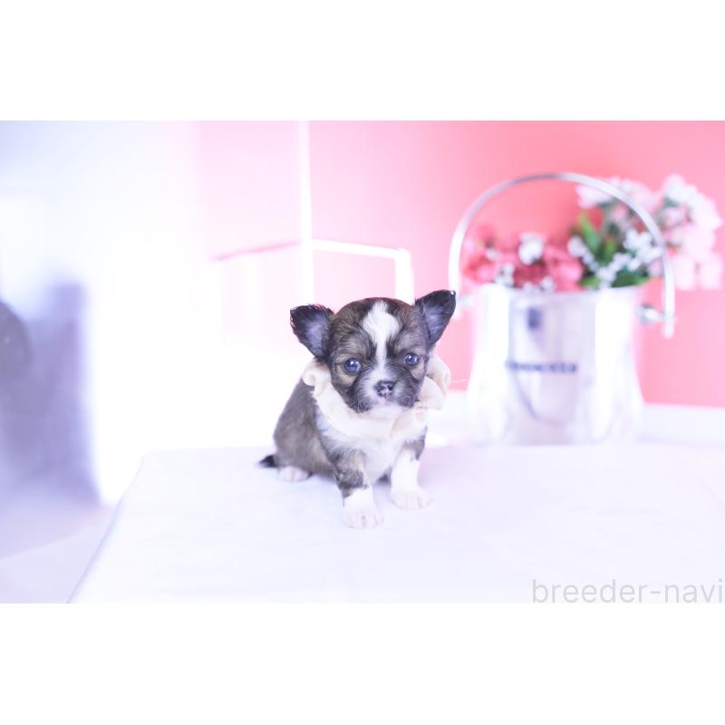 販売中の愛知県のチワワ(ロングコート)-443275の10枚目