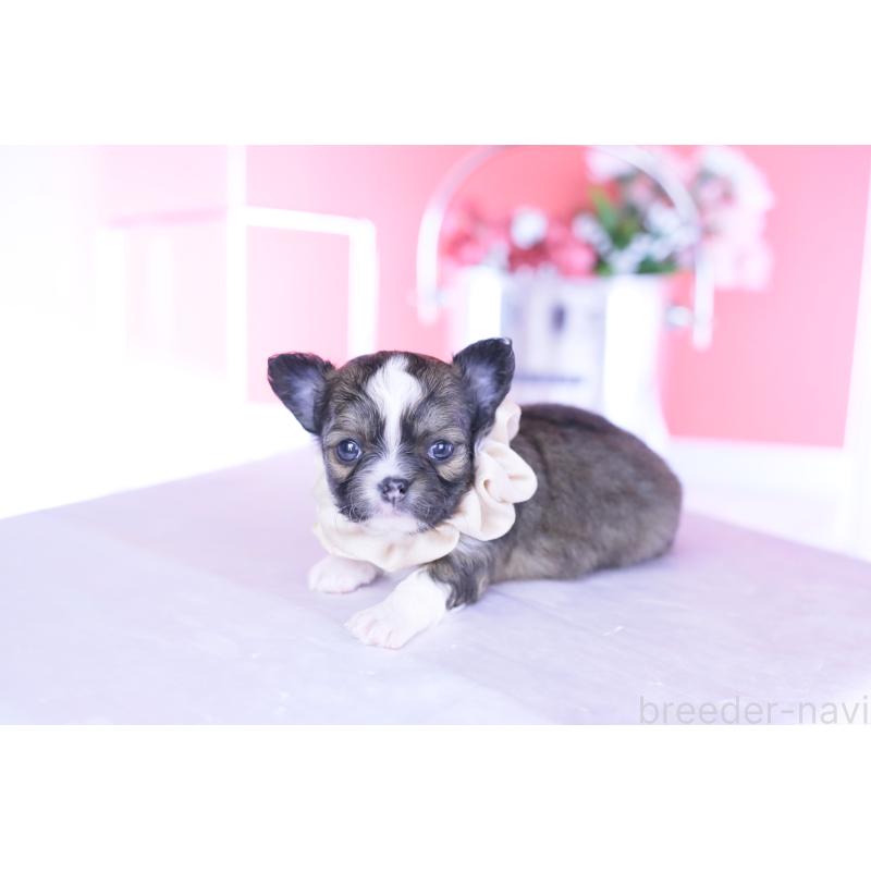 販売中の愛知県のチワワ(ロングコート)-443275の8枚目