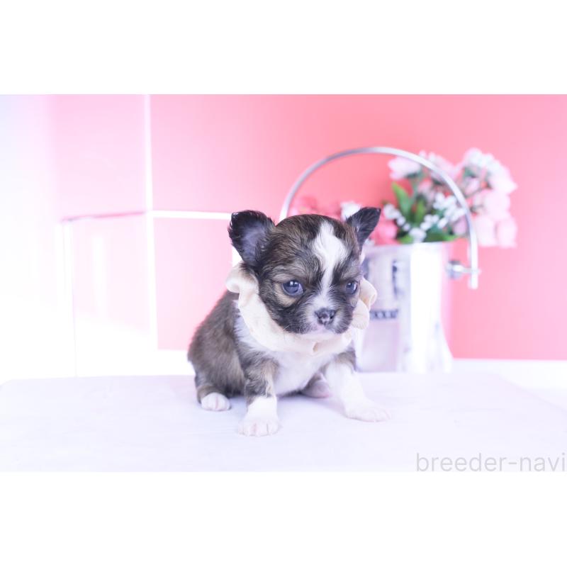 販売中の愛知県のチワワ(ロングコート)-443275の6枚目