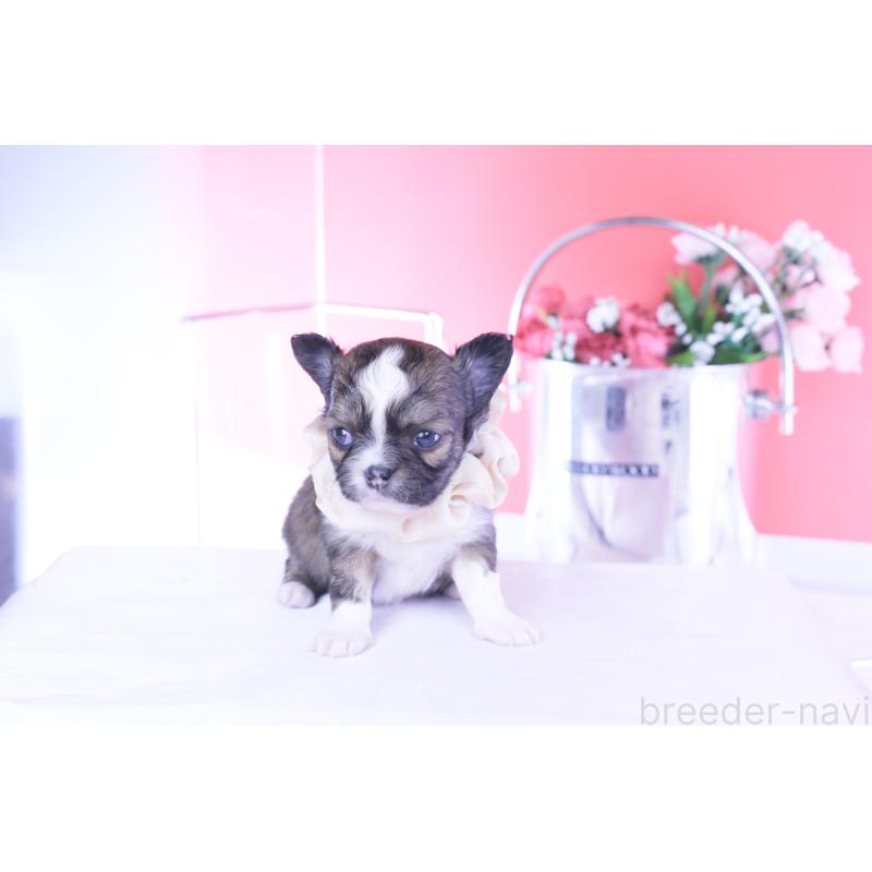 販売中の愛知県のチワワ(ロングコート)-443275の5枚目