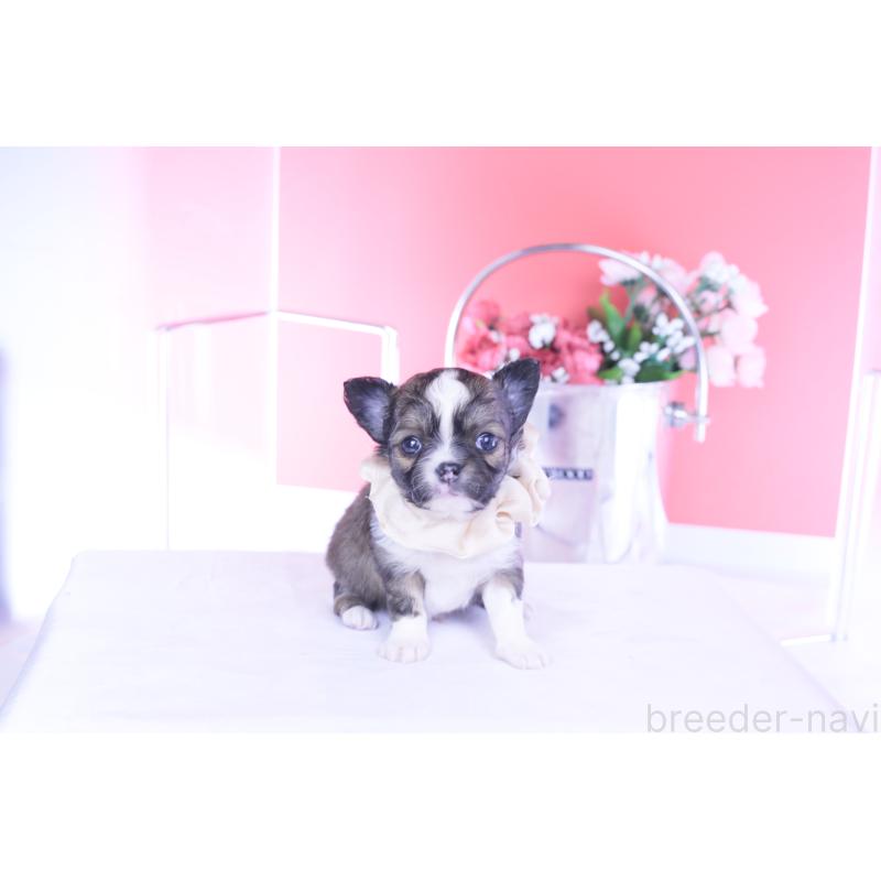 販売中の愛知県のチワワ(ロングコート)-443275の4枚目