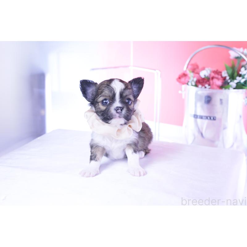 販売中の愛知県のチワワ(ロングコート)-443275の3枚目