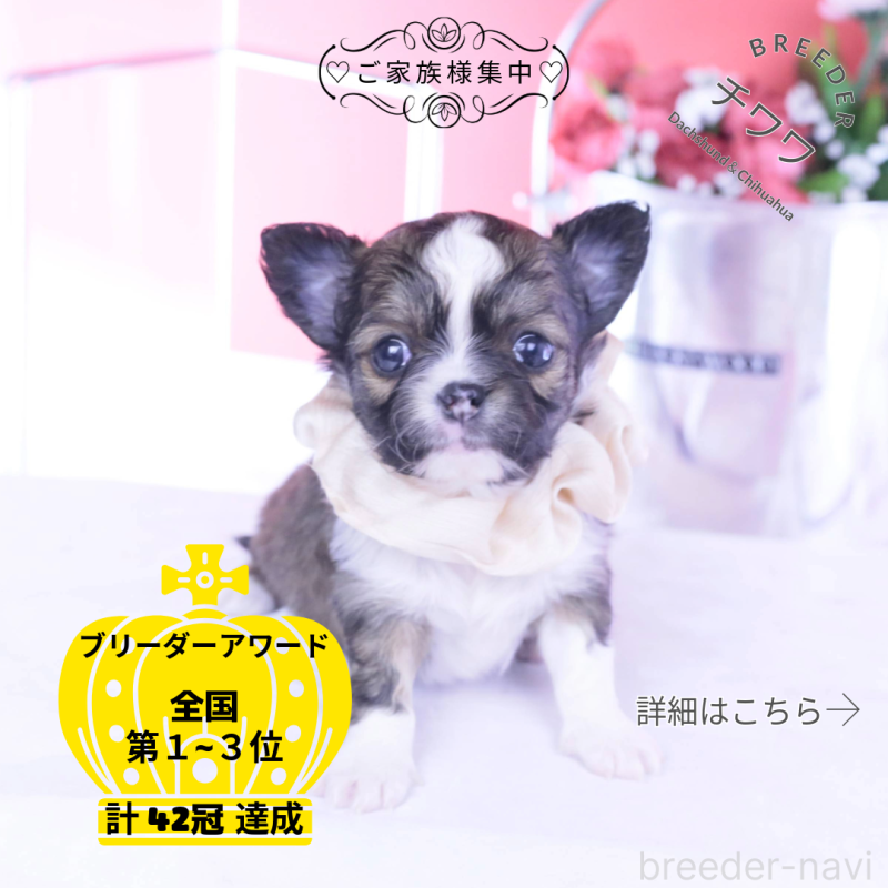 販売中の愛知県のチワワ(ロングコート)-443275