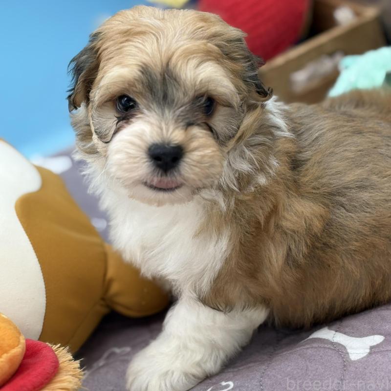 販売中の長野県のハバニーズ-443277の6枚目