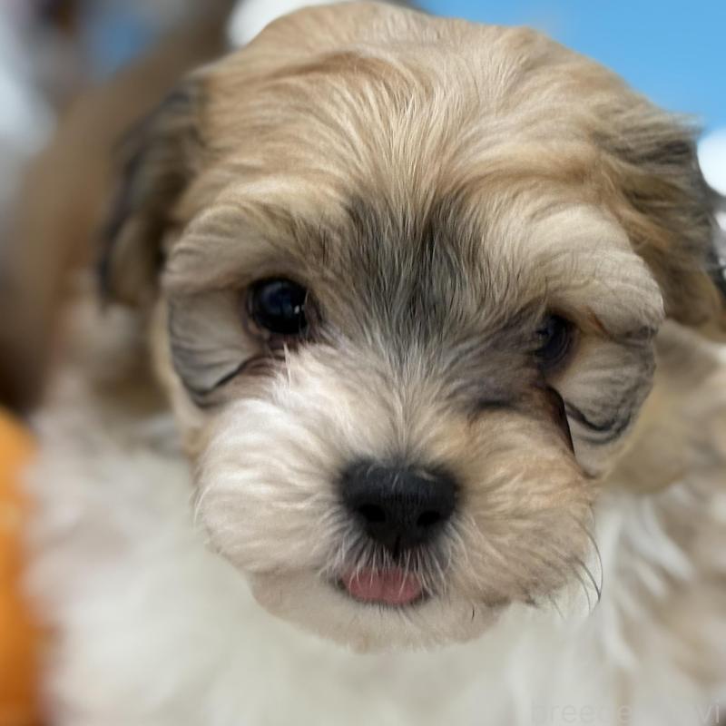 販売中の長野県のハバニーズ-443277の4枚目