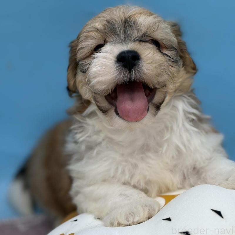 販売中の長野県のハバニーズ-443277の3枚目