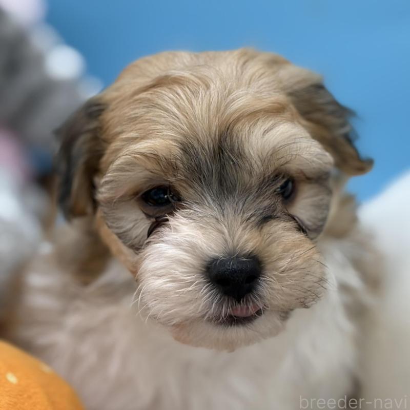 販売中の長野県のハバニーズ-443277の2枚目