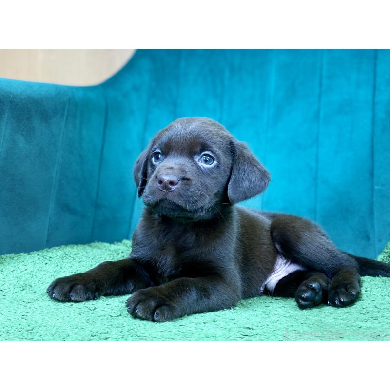 販売中の茨城県のラブラドールレトリーバー-443278の4枚目