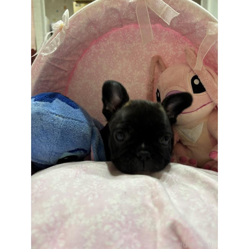 販売中の愛知県のフレンチブルドッグ-443276の4枚目