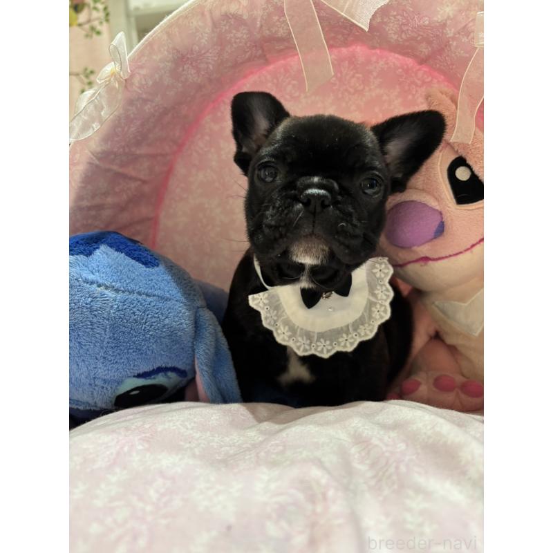 販売中の愛知県のフレンチブルドッグ-443276