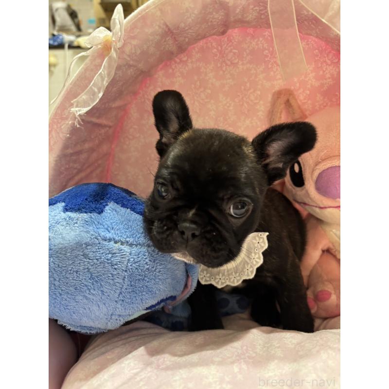 販売中の愛知県のフレンチブルドッグ-443276の3枚目