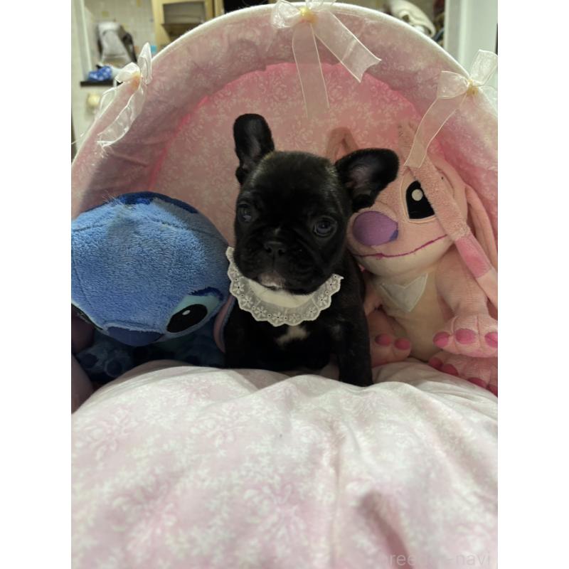 販売中の愛知県のフレンチブルドッグ-443276の2枚目