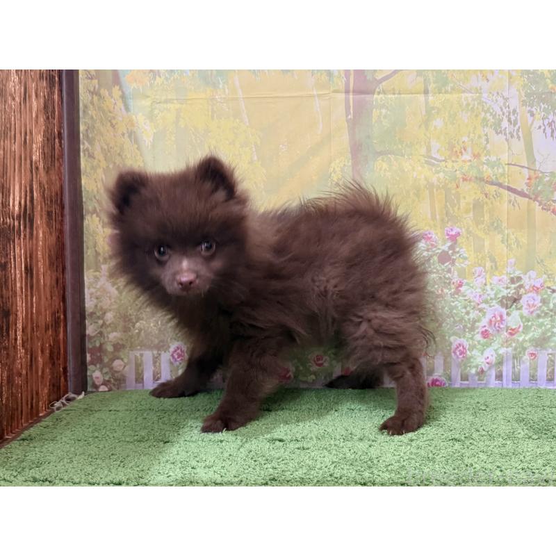 販売中の埼玉県のポメラニアン-429915の3枚目