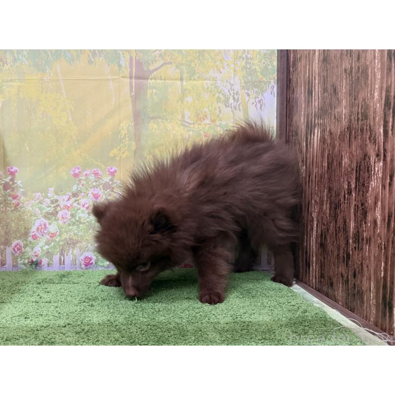 販売中の埼玉県のポメラニアン-429915の2枚目