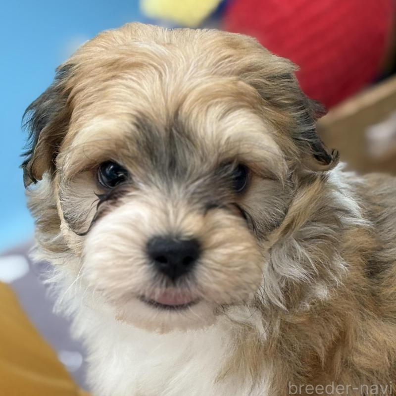 販売中の長野県のハバニーズ-443277の1枚目