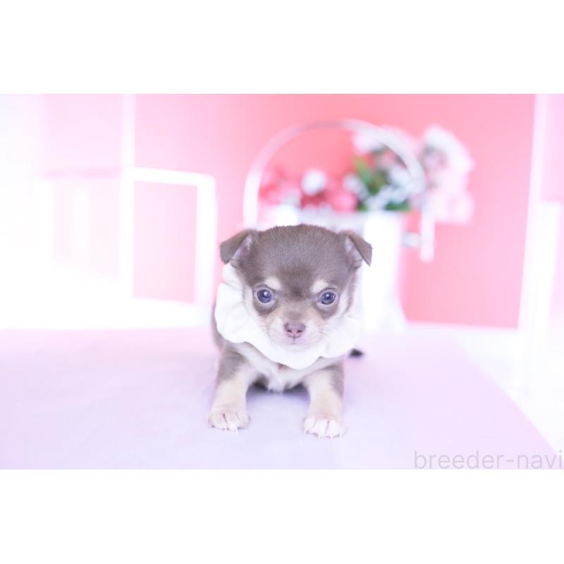 販売中の愛知県のチワワ(スムースコート)-443284の8枚目