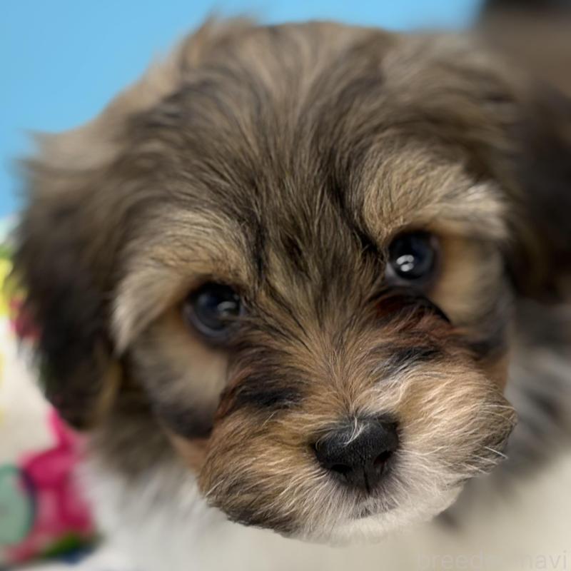 販売中の長野県のハバニーズ-443281