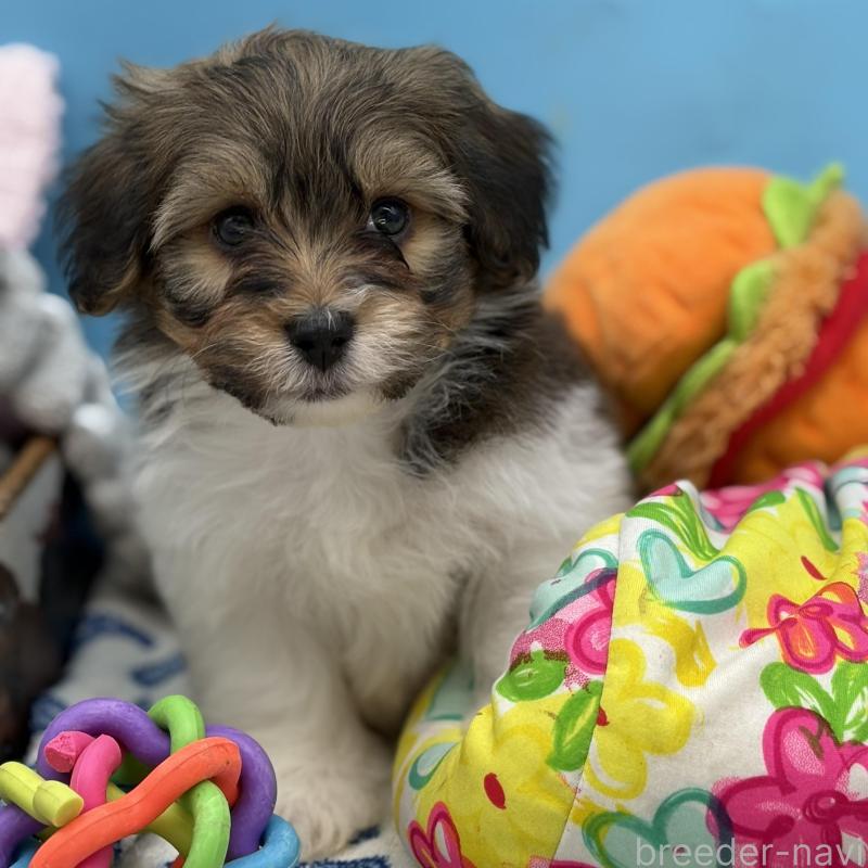 販売中の長野県のハバニーズ-443281の5枚目