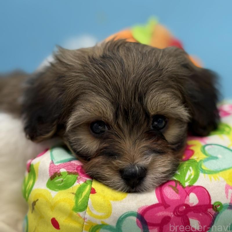 販売中の長野県のハバニーズ-443281の4枚目