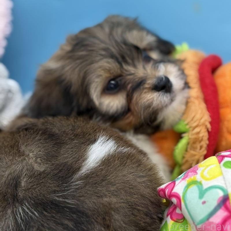 販売中の長野県のハバニーズ-443281の2枚目