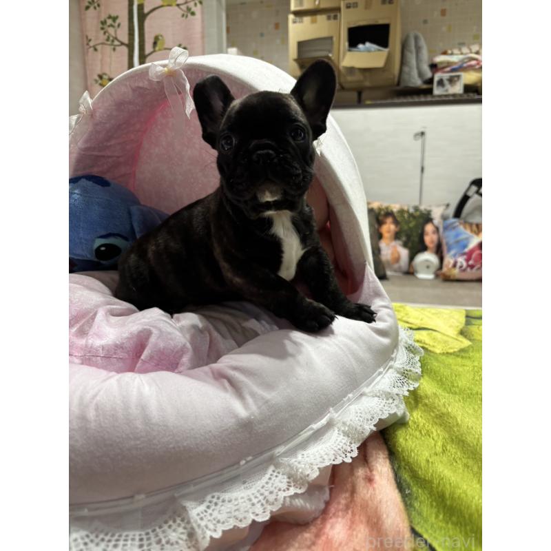 商談中の愛知県のフレンチブルドッグ-443282の1枚目