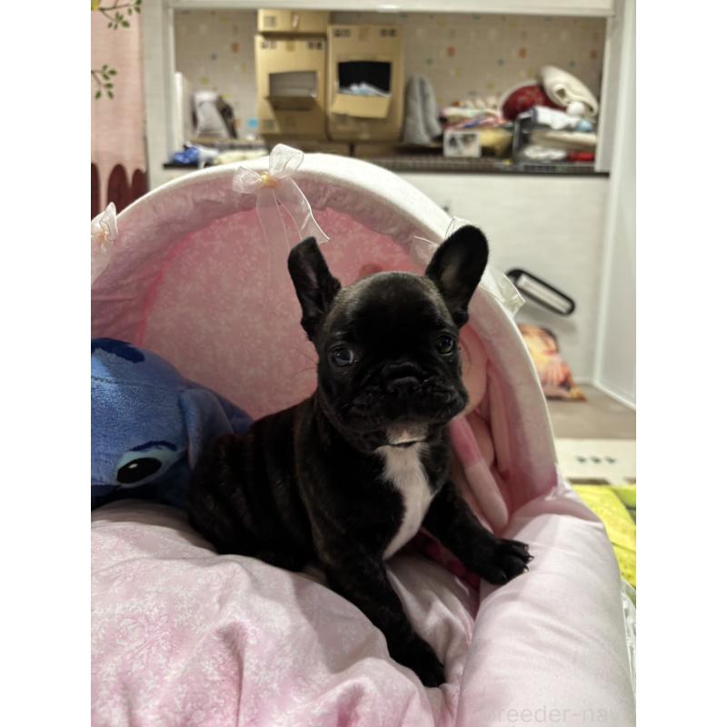 商談中の愛知県のフレンチブルドッグ-443282の4枚目