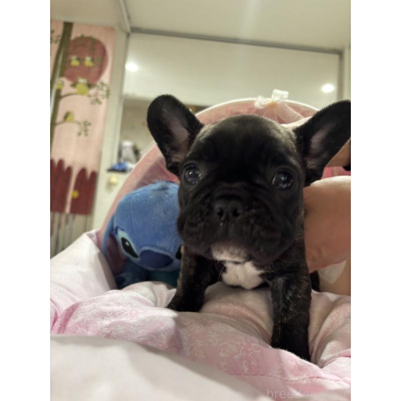 商談中の愛知県のフレンチブルドッグ-443282の3枚目