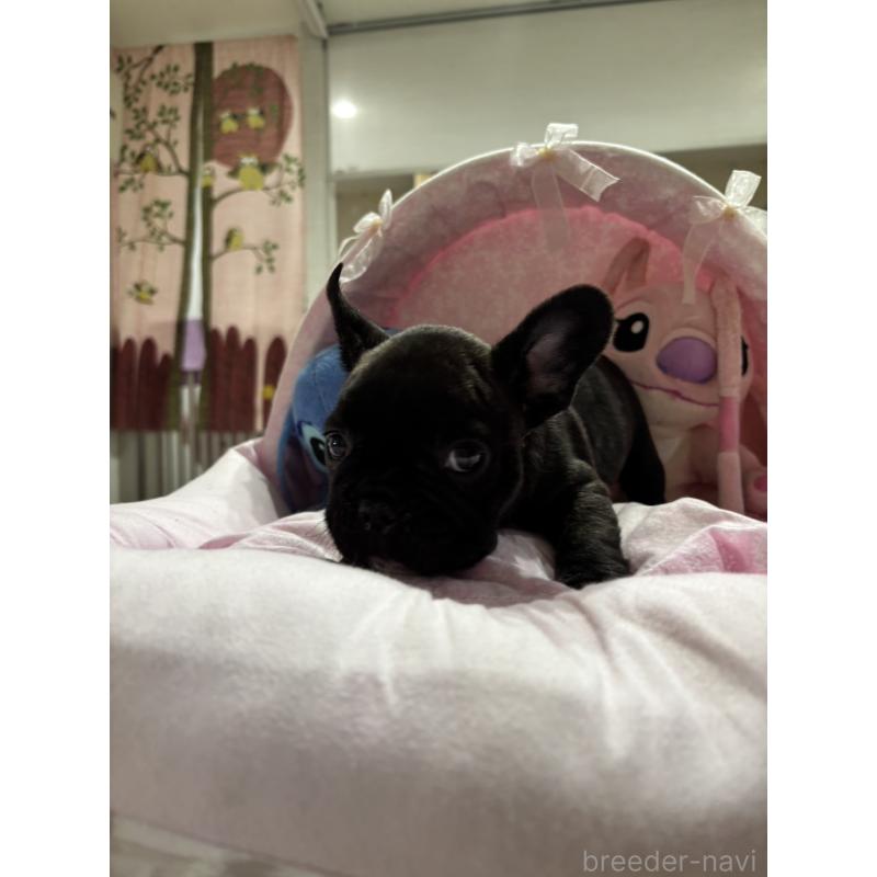 商談中の愛知県のフレンチブルドッグ-443282の2枚目