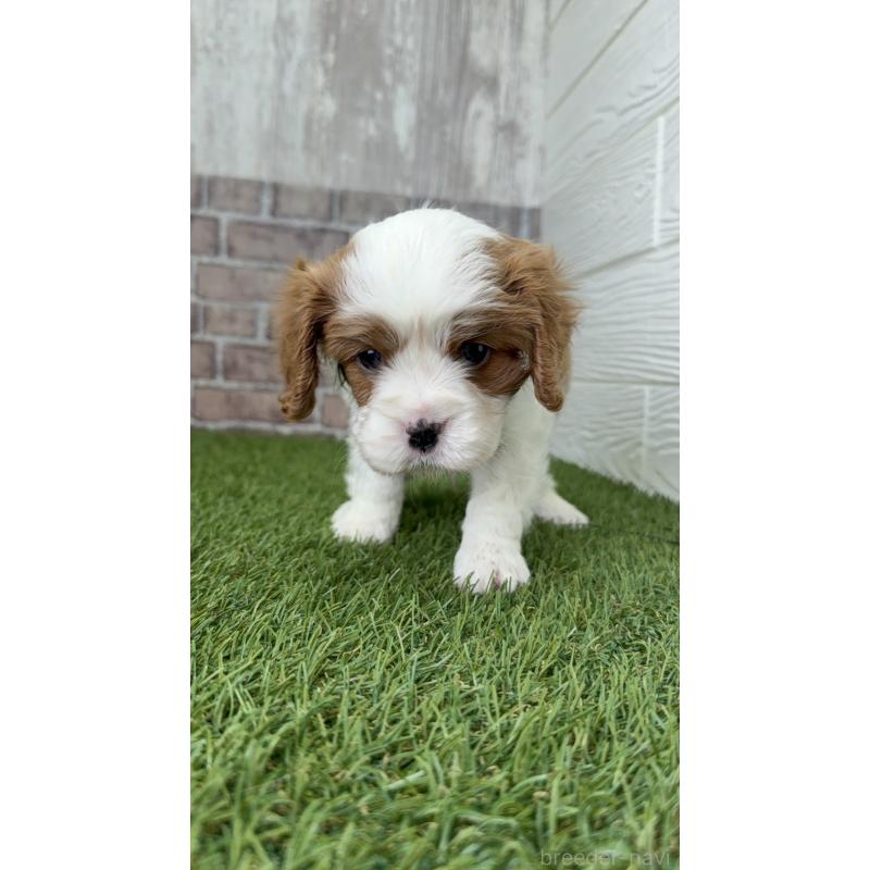 販売中の三重県のキャバリアキングチャールズスパニエル-443283の4枚目