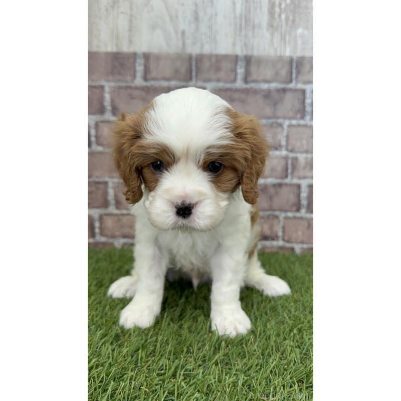 販売中の三重県のキャバリアキングチャールズスパニエル-443283の2枚目