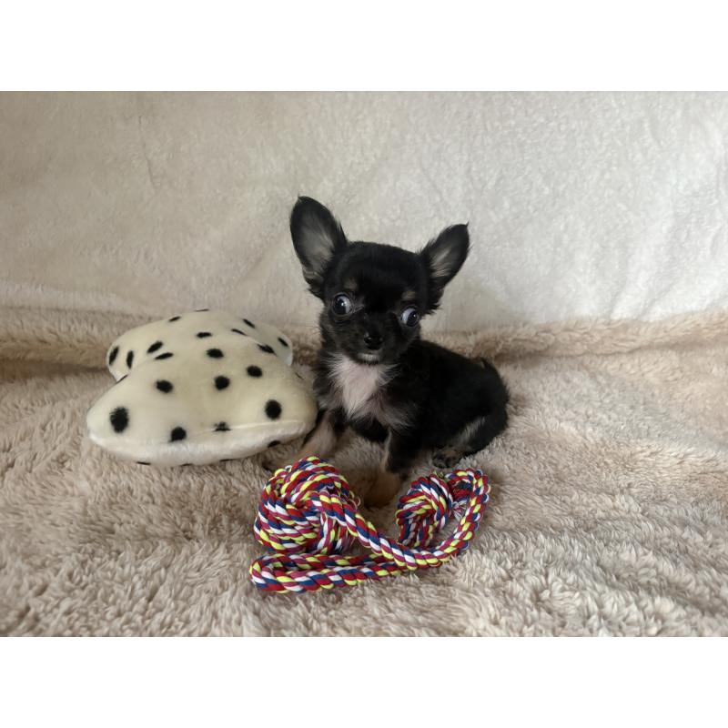 販売中の滋賀県のチワワ(ロングコート)-443289の9枚目