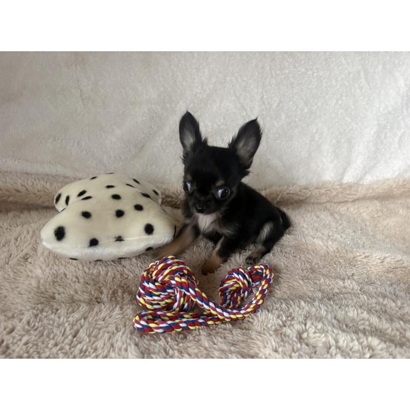 販売中の滋賀県のチワワ(ロングコート)-443289の8枚目