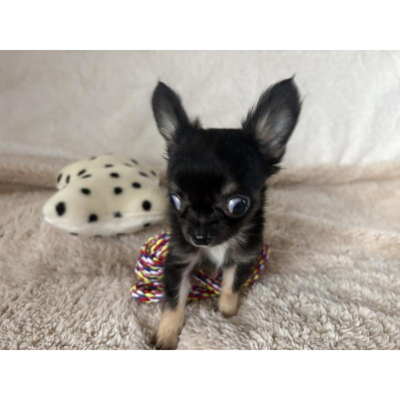 販売中の滋賀県のチワワ(ロングコート)-443289の7枚目