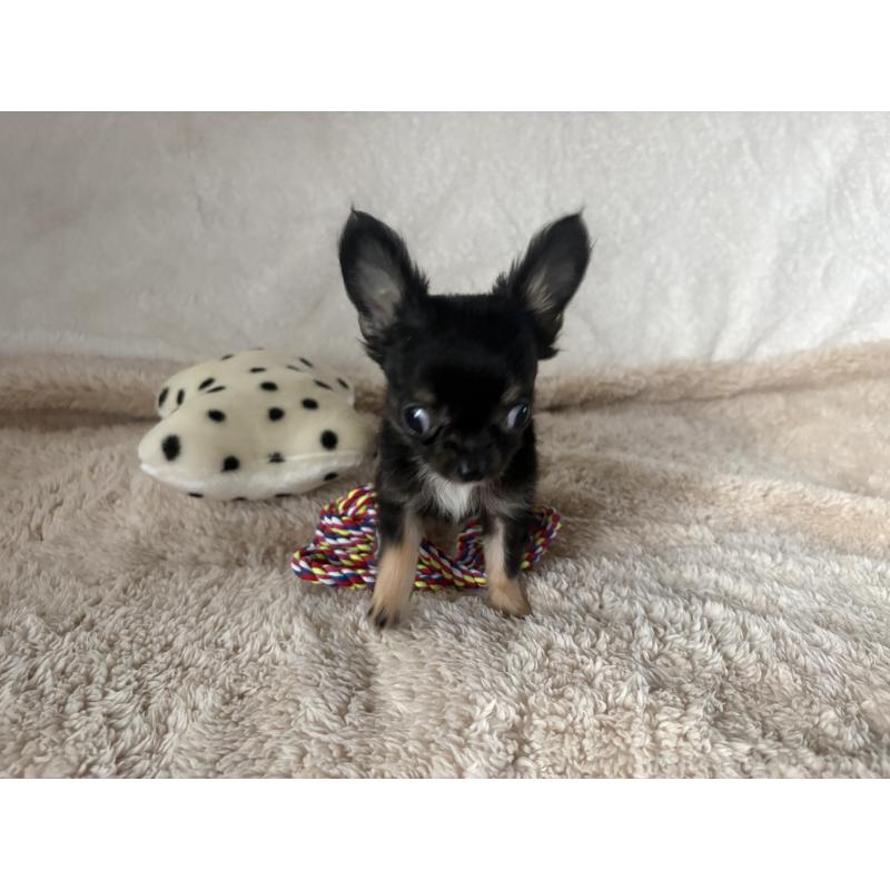 販売中の滋賀県のチワワ(ロングコート)-443289の5枚目