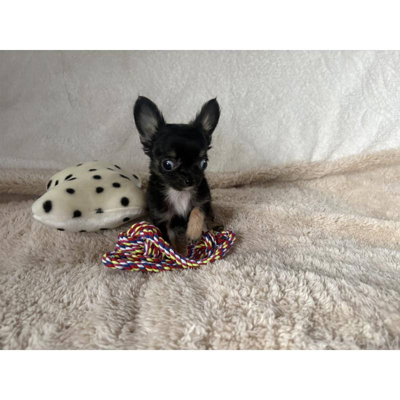 販売中の滋賀県のチワワ(ロングコート)-443289の4枚目