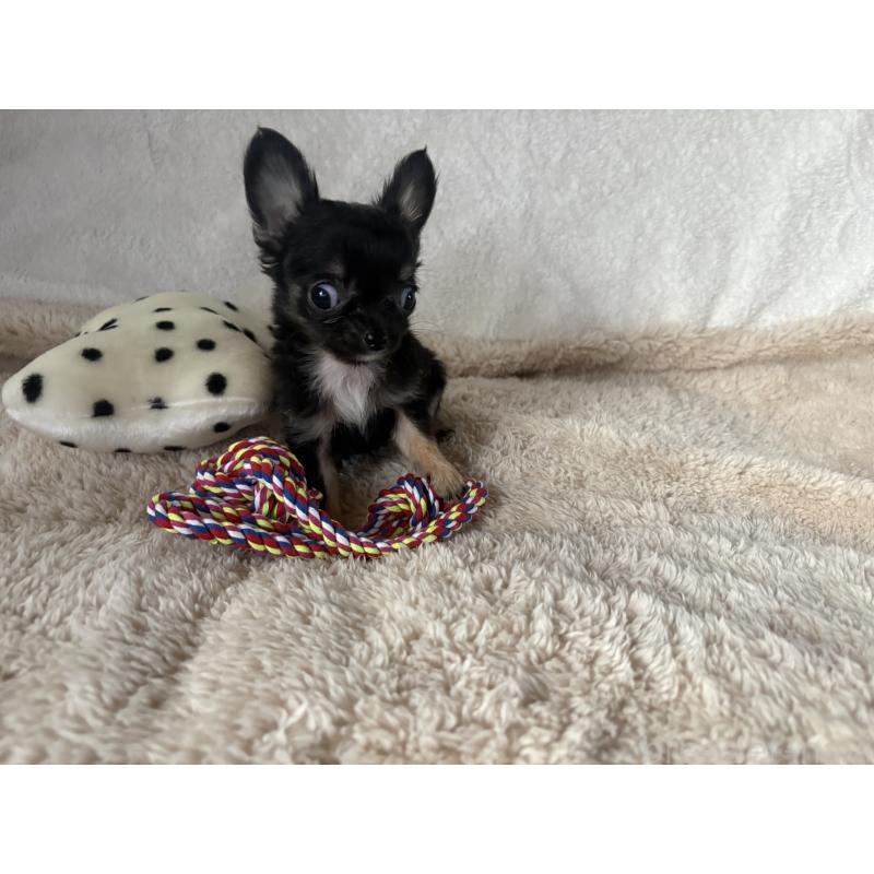 販売中の滋賀県のチワワ(ロングコート)-443289の3枚目