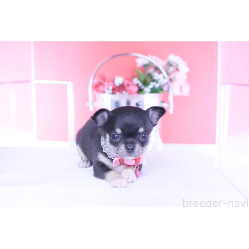 販売中の愛知県のチワワ(スムースコート)-443286の10枚目